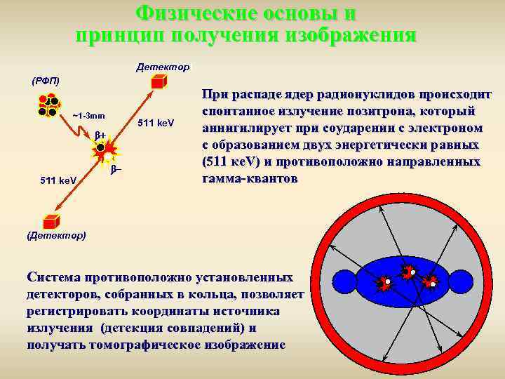 Физические основы и принцип получения изображения (Детектор) (РФП) ~1 -3 mm 511 ke. V