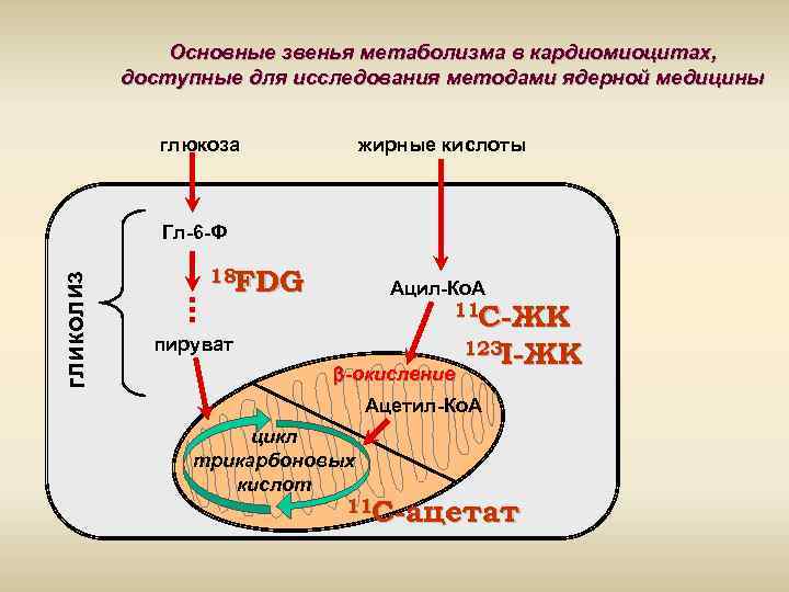 Основные звенья метаболизма в кардиомиоцитах, доступные для исследования методами ядерной медицины глюкоза жирные кислоты