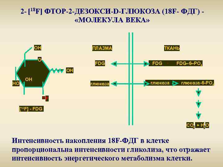 2 - [18 F] ФТОР-2 -ДЕЗОКСИ-D-ГЛЮКОЗА (18 F- ФДГ) «МОЛЕКУЛА ВЕКА» OH ПЛАЗМА O