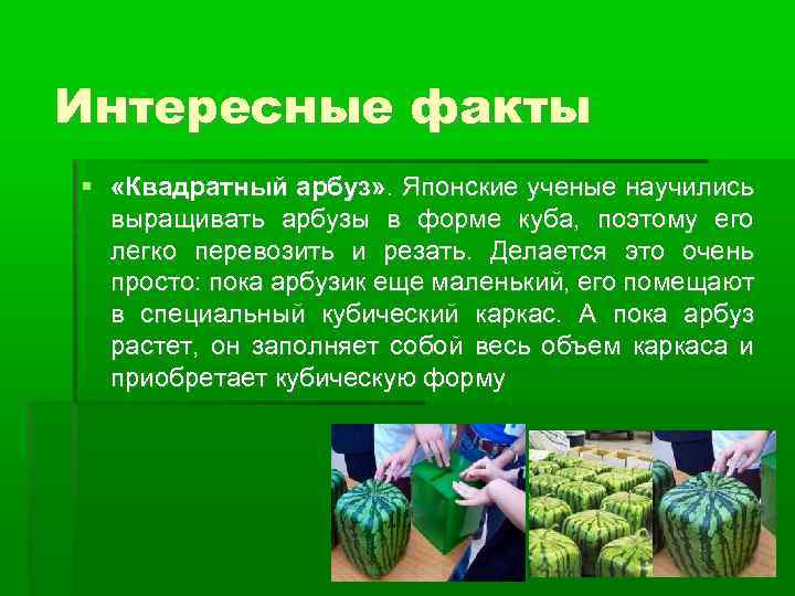 Интересные факты «Квадратный арбуз» . Японские ученые научились выращивать арбузы в форме куба, поэтому