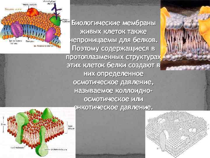 Биологические мембраны живых клеток также непроницаемы для белков. Поэтому содержащиеся в протоплазменных структурах этих