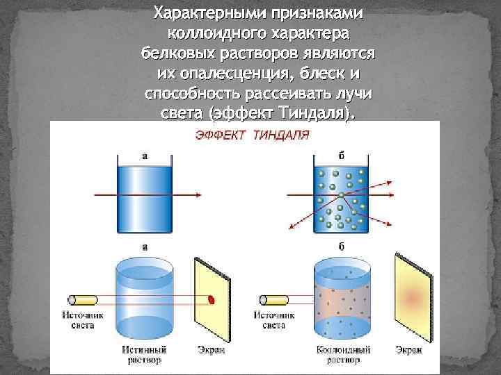 Характерными признаками коллоидного характера белковых растворов являются их опалесценция, блеск и способность рассеивать лучи