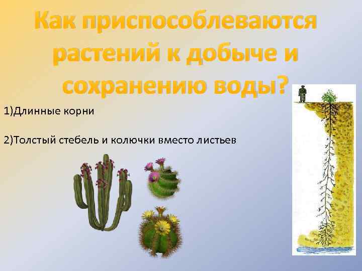 Как приспособлеваются растений к добыче и сохранению воды? 1)Длинные корни 2)Толстый стебель и колючки