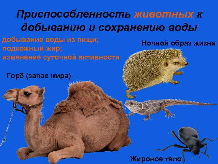 Приспособленность животных к добыванию и сохранению воды добывание воды из пищи; подкожный жир; изменение