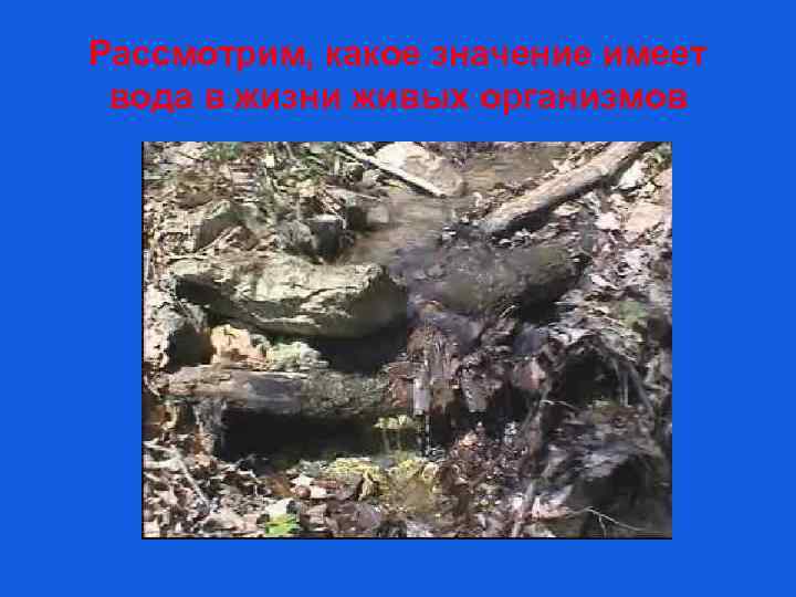 Рассмотрим, какое значение имеет вода в жизни живых организмов 