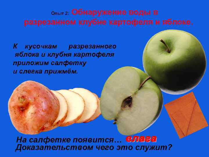 Обнаружение воды в разрезанном клубне картофеля и яблоке. Опыт 2: К кусочкам разрезанного яблока