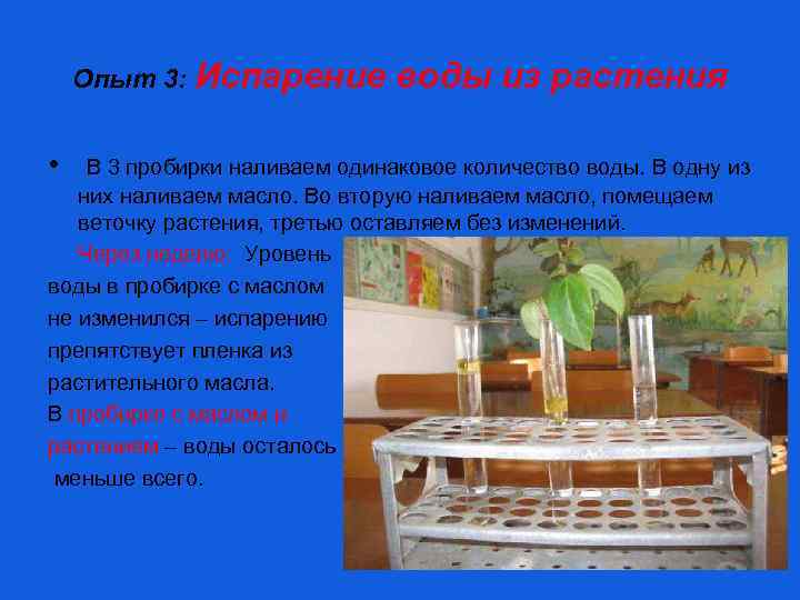 Опыт 3: Испарение • воды из растения В 3 пробирки наливаем одинаковое количество воды.