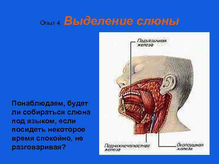 Опыт 4: Выделение слюны Понаблюдаем, будет ли собираться слюна под языком, если посидеть некоторое