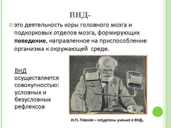 ВНД это деятельность коры головного мозга и подкорковых отделов мозга, формирующих поведение, направленное на