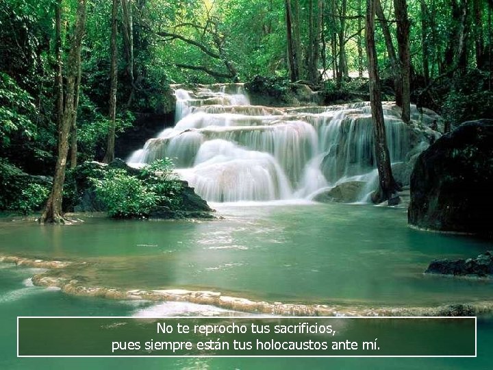 No te reprocho tus sacrificios, pues siempre están tus holocaustos ante mí. 