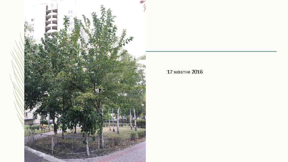 17 жовтня 2016 