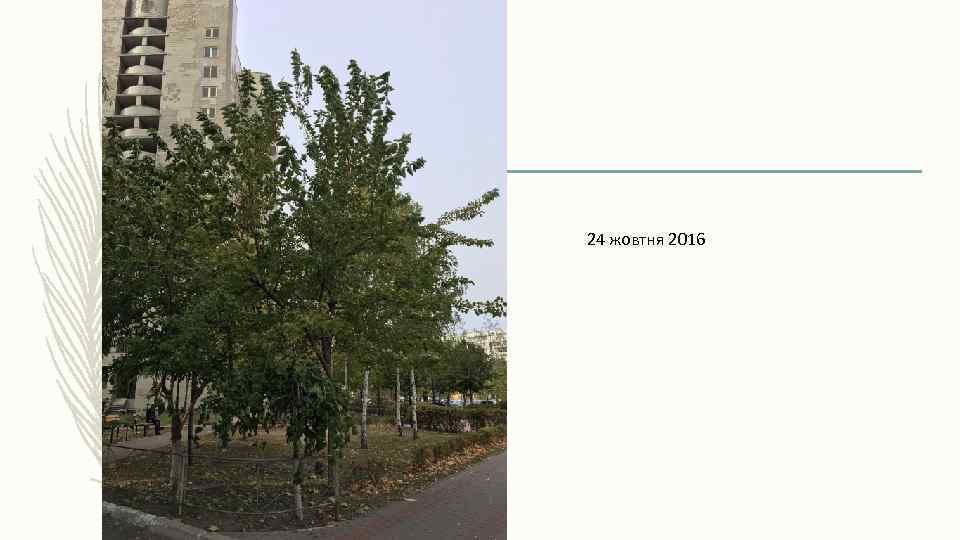 24 жовтня 2016 