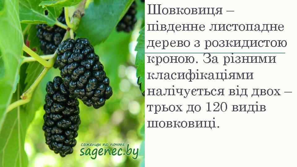 Шовковиця – південне листопадне дерево з розкидистою кроною. За різними класифікаціями налічується від двох