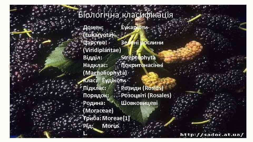 Біологічна класифікація Домен: Еукаріоти (Eukaryota) Царство: Зелені рослини (Viridiplantae) Відділ: Streptophyta Надклас: Покритонасінні (Magnoliophyta)