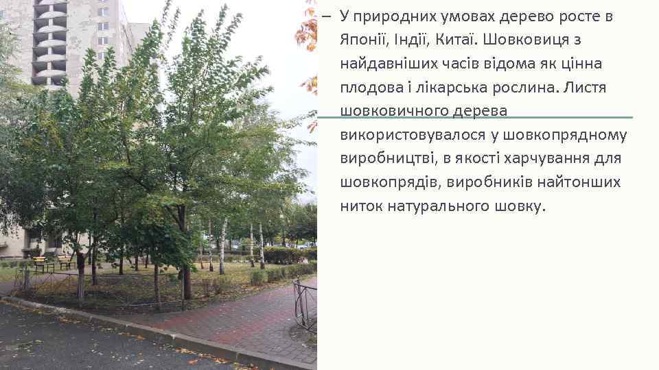 – У природних умовах дерево росте в Японії, Індії, Китаї. Шовковиця з найдавніших часів