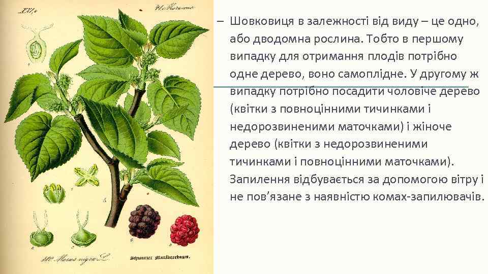 – Шовковиця в залежності від виду – це одно, або дводомна рослина. Тобто в