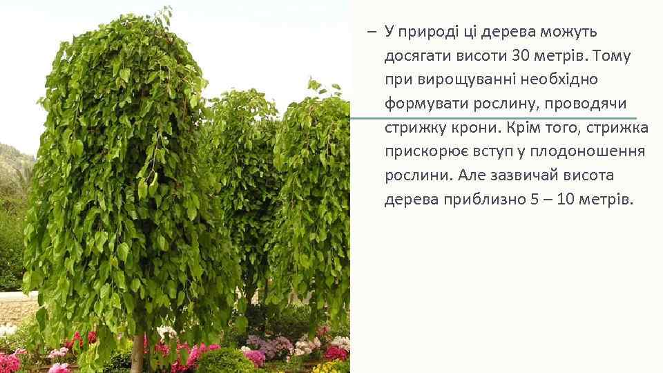 – У природі ці дерева можуть досягати висоти 30 метрів. Тому при вирощуванні необхідно