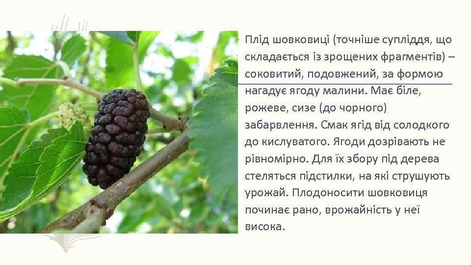 – Плід шовковиці (точніше супліддя, що складається із зрощених фрагментів) – соковитий, подовжений, за