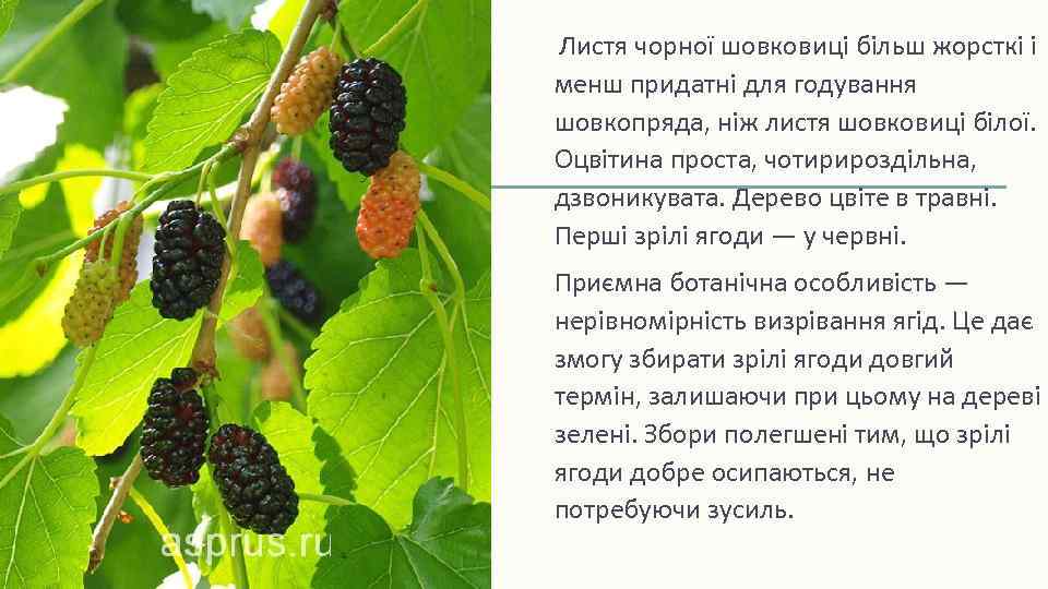 Листя чорної шовковиці більш жорсткі і менш придатні для годування шовкопряда, ніж листя шовковиці