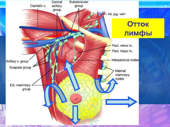 Отток лимфы 