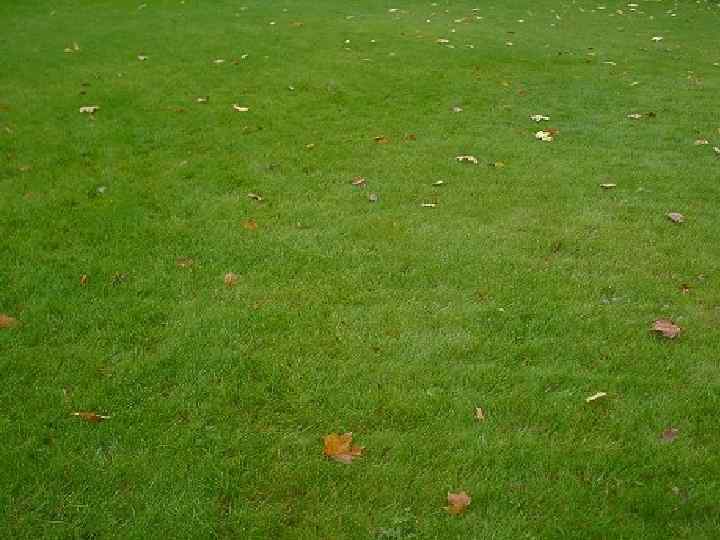 Операция полипэктомии 