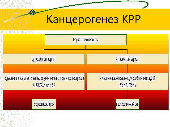 Канцерогенез КРР 