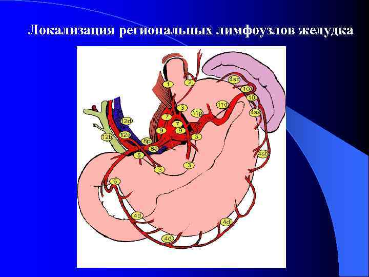 Локализация региональных лимфоузлов желудка 