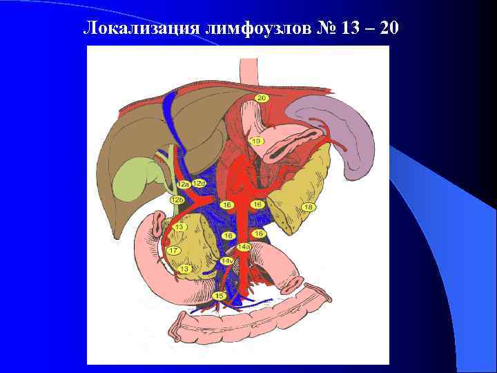 Локализация лимфоузлов № 13 – 20 