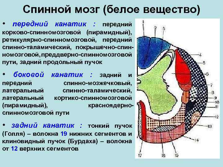 Канатики спинного мозга