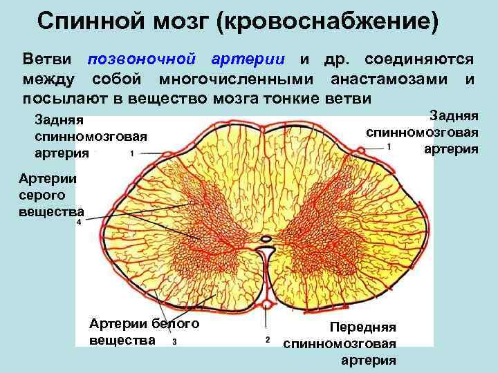 Спинной мозг схема. Кровоснабжение спинного мозга.