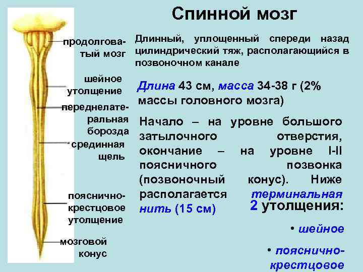 Расскажите о спинном мозге используя следующий план форма длина масса расположение