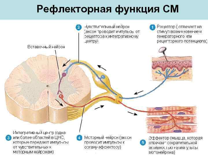 Рефлекторная функция СМ 