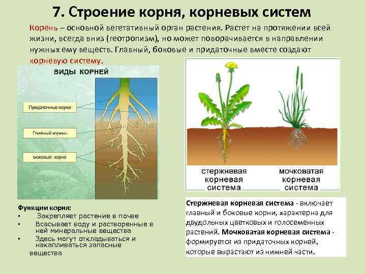 7. Строение корня, корневых систем Корень – основной вегетативный орган растения. Растет на протяжении