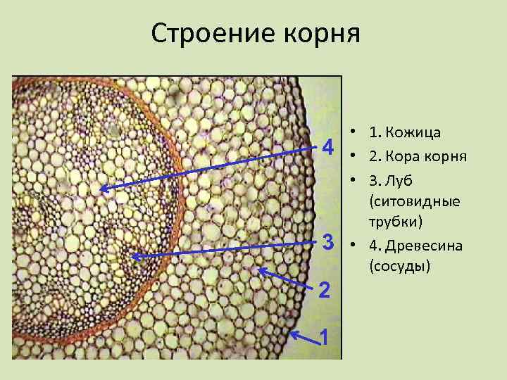 Строение корня 4 3 2 1 • 1. Кожица • 2. Кора корня •