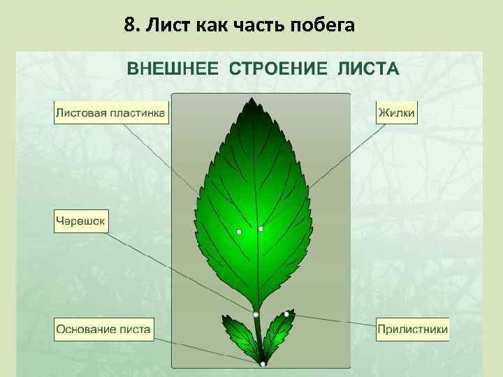 8. Лист как часть побега 