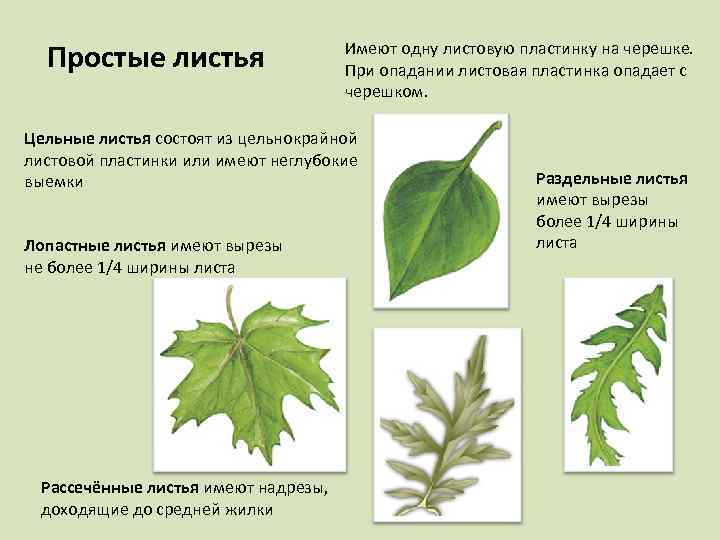 Простые листья Имеют одну листовую пластинку на черешке. При опадании листовая пластинка опадает с