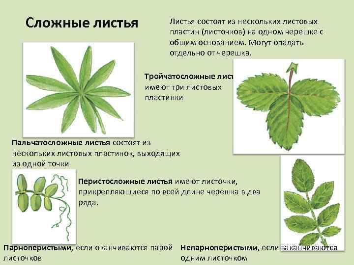 Сложные листья Листья состоят из нескольких листовых пластин (листочков) на одном черешке с общим