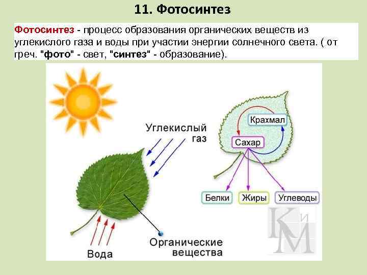 11. Фотосинтез - процесс образования органических веществ из углекислого газа и воды при участии