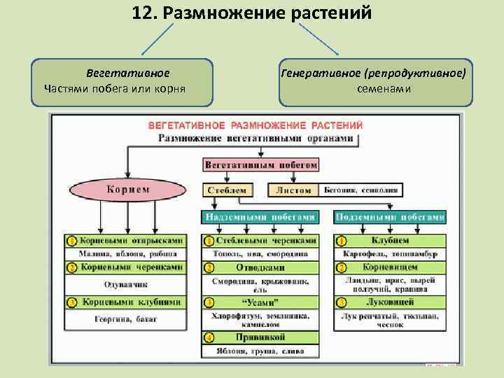 12. Размножение растений Вегетативное Частями побега или корня Генеративное (репродуктивное) семенами 