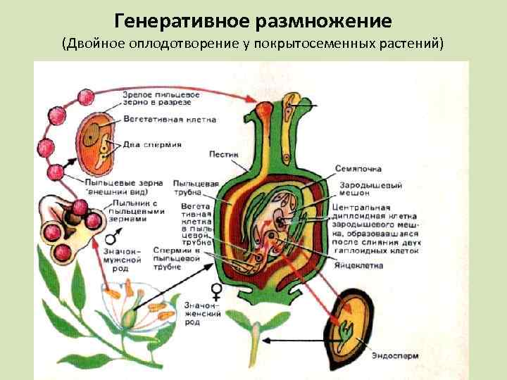 Генеративное размножение (Двойное оплодотворение у покрытосеменных растений) 