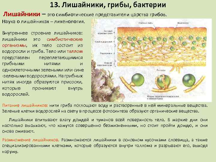 13. Лишайники, грибы, бактерии Лишайники – это симбиотические представители царства грибов. Наука о лишайниках