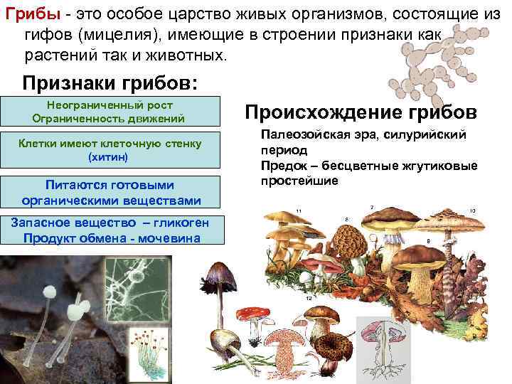 Грибы - это особое царство живых организмов, состоящие из гифов (мицелия), имеющие в строении
