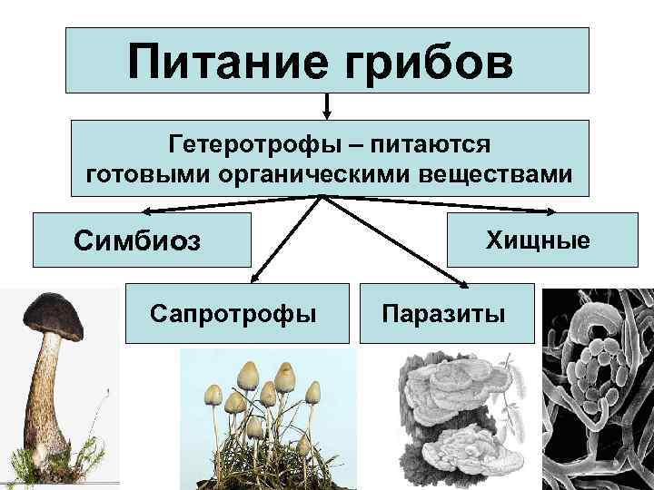 Питание грибов Гетеротрофы – питаются готовыми органическими веществами Симбиоз Сапротрофы Хищные Паразиты 