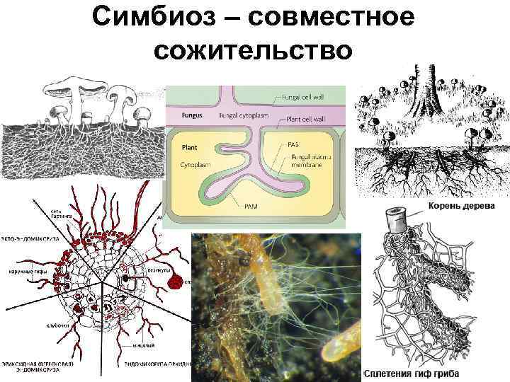 Симбиоз – совместное сожительство 