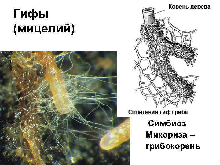 Гифы (мицелий) Симбиоз Микориза – грибокорень 