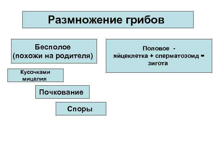 Размножение грибов Бесполое (похожи на родителя) Кусочками мицелия Почкование Споры Половое яйцеклетка + сперматозоид