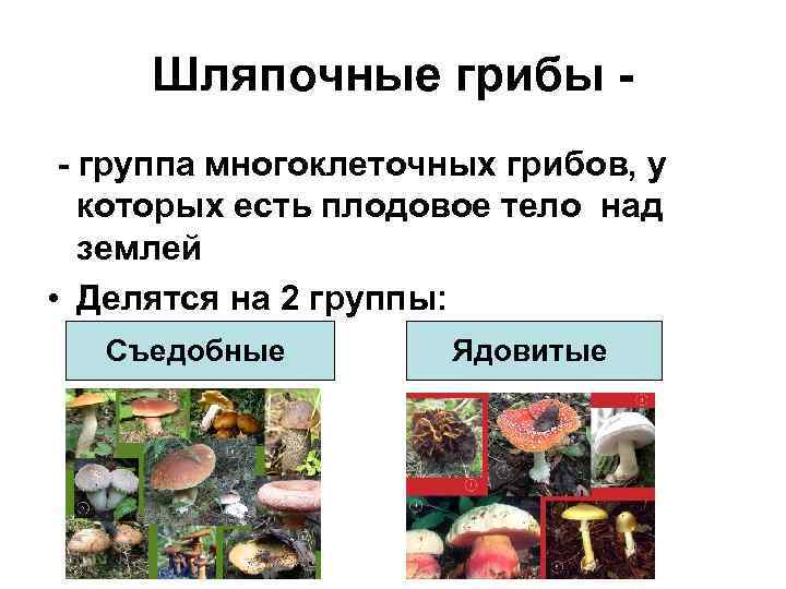 Шляпочные грибы - группа многоклеточных грибов, у которых есть плодовое тело над землей •