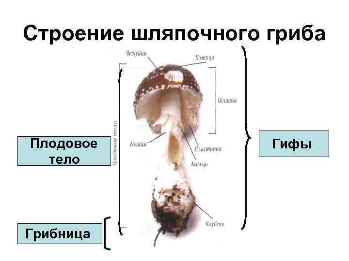 Строение шляпочного гриба Плодовое тело Грибница Гифы 