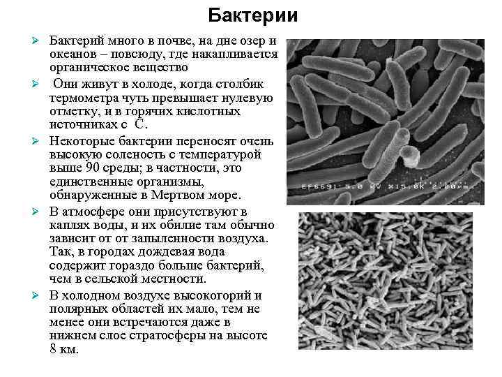 Бактерии Ø Ø Ø Бактерий много в почве, на дне озер и океанов –