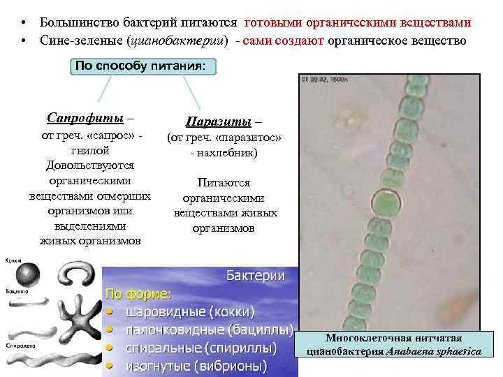  • Большинство бактерий питаются готовыми органическими веществами • Сине-зеленые (цианобактерии) - сами создают